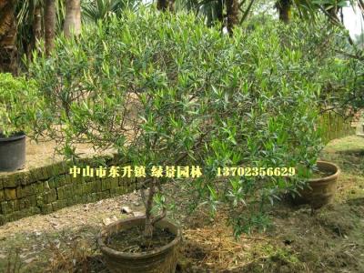 尖叶木樨榄球