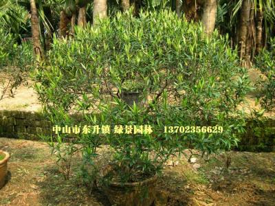 尖叶木樨榄球